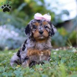 Bailey, Cavapoo Puppy